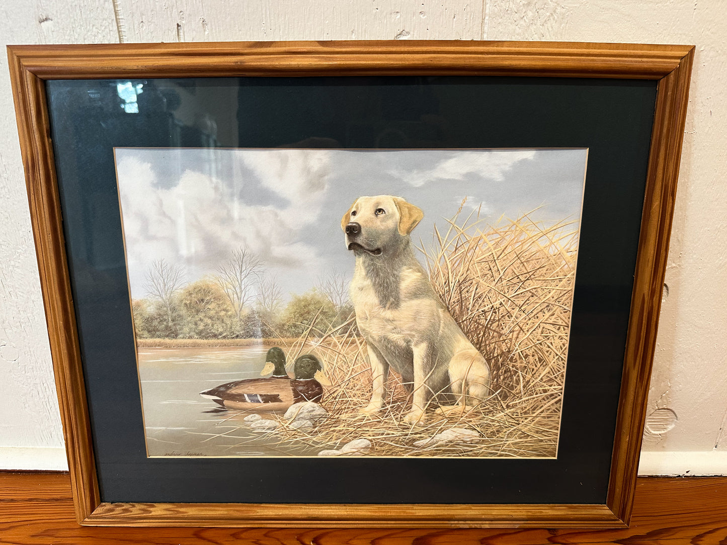 Framed Yellow Labrador Retriever Picture