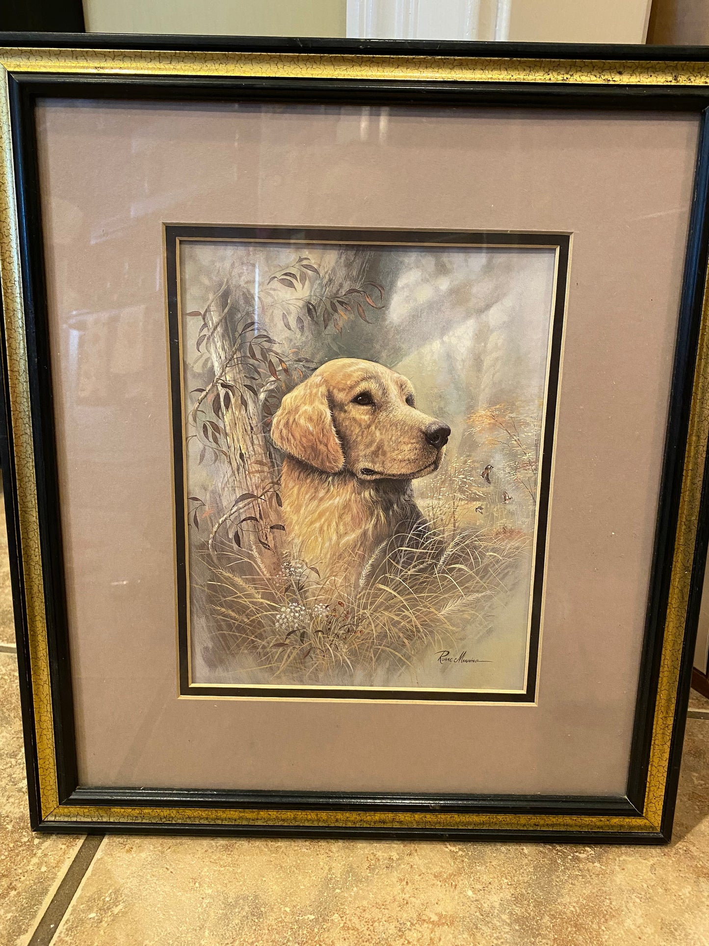 Yellow Lab Picture