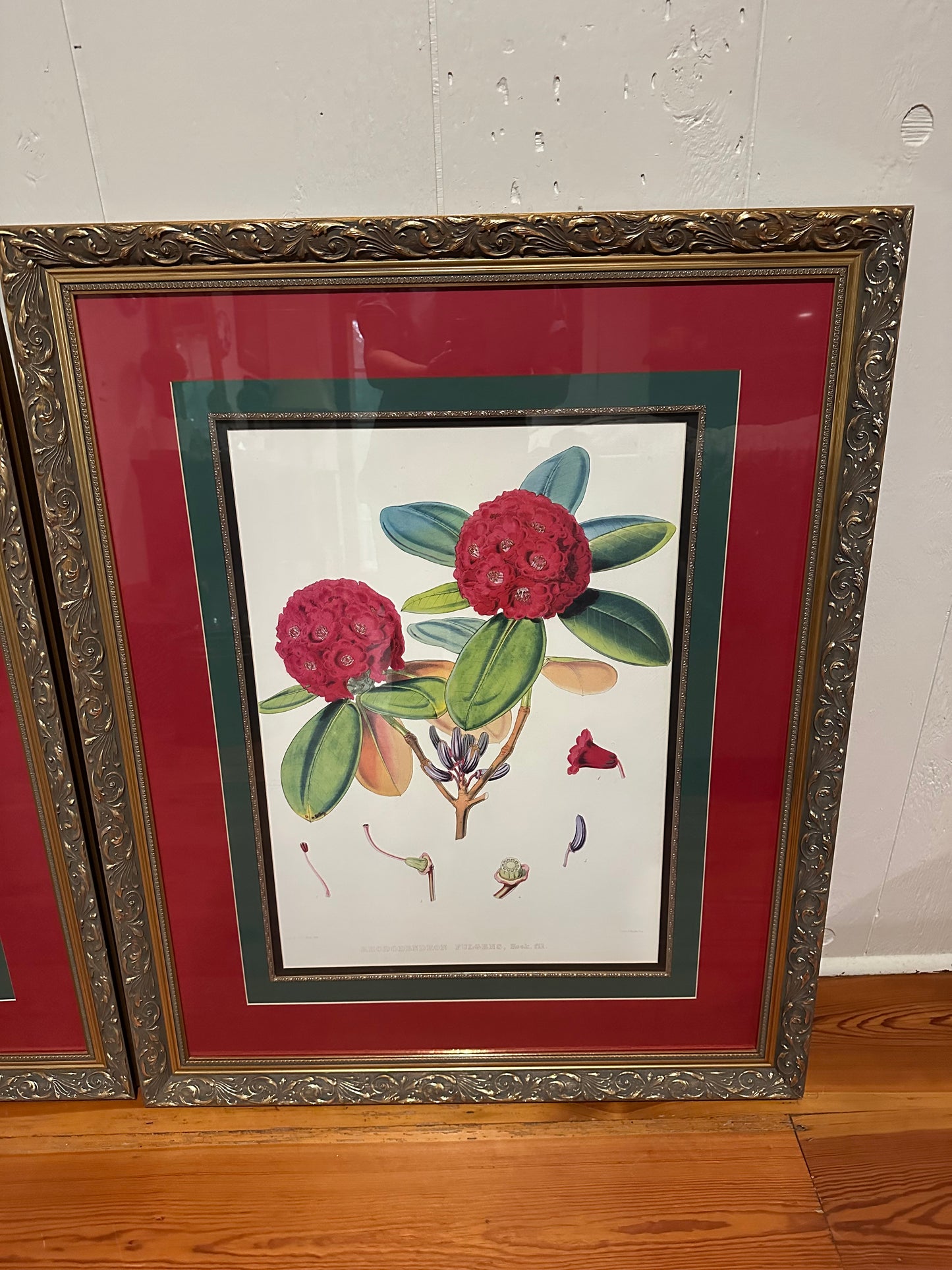 Pair of Framed Rhododendrons