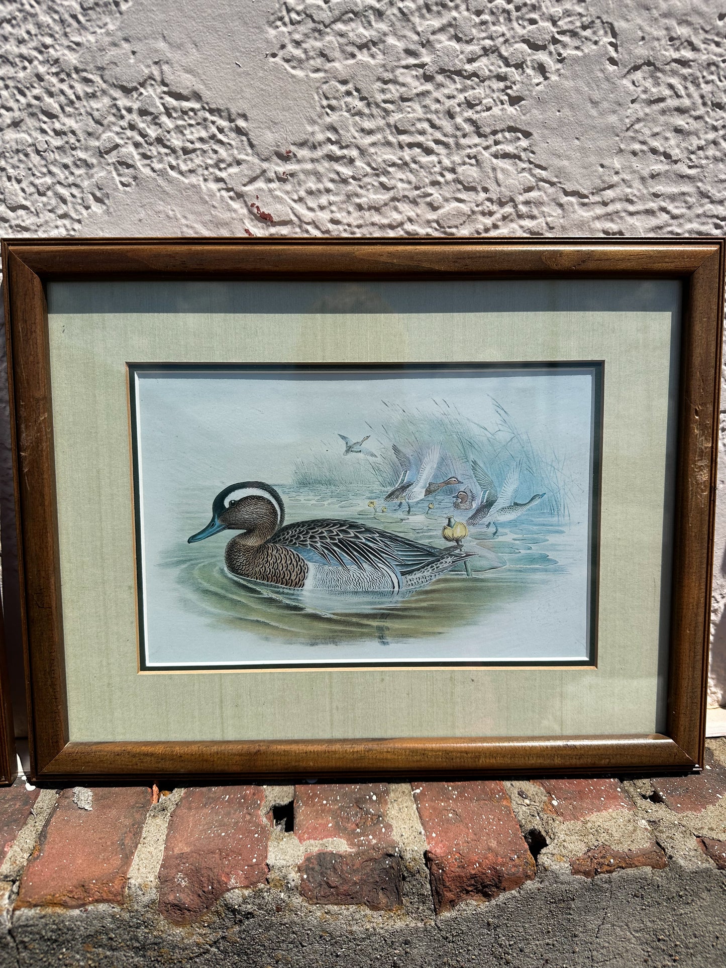 Duck Picture Pair