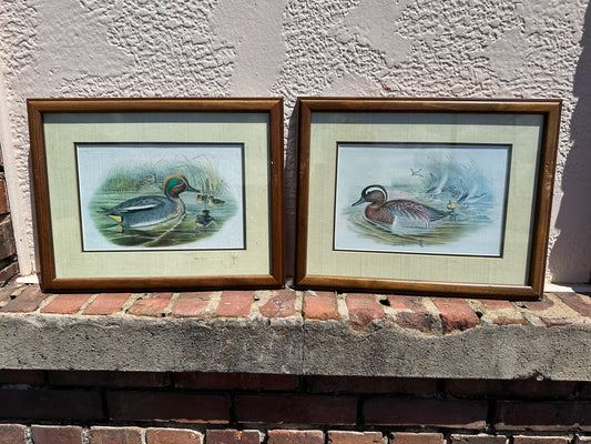 Duck Picture Pair