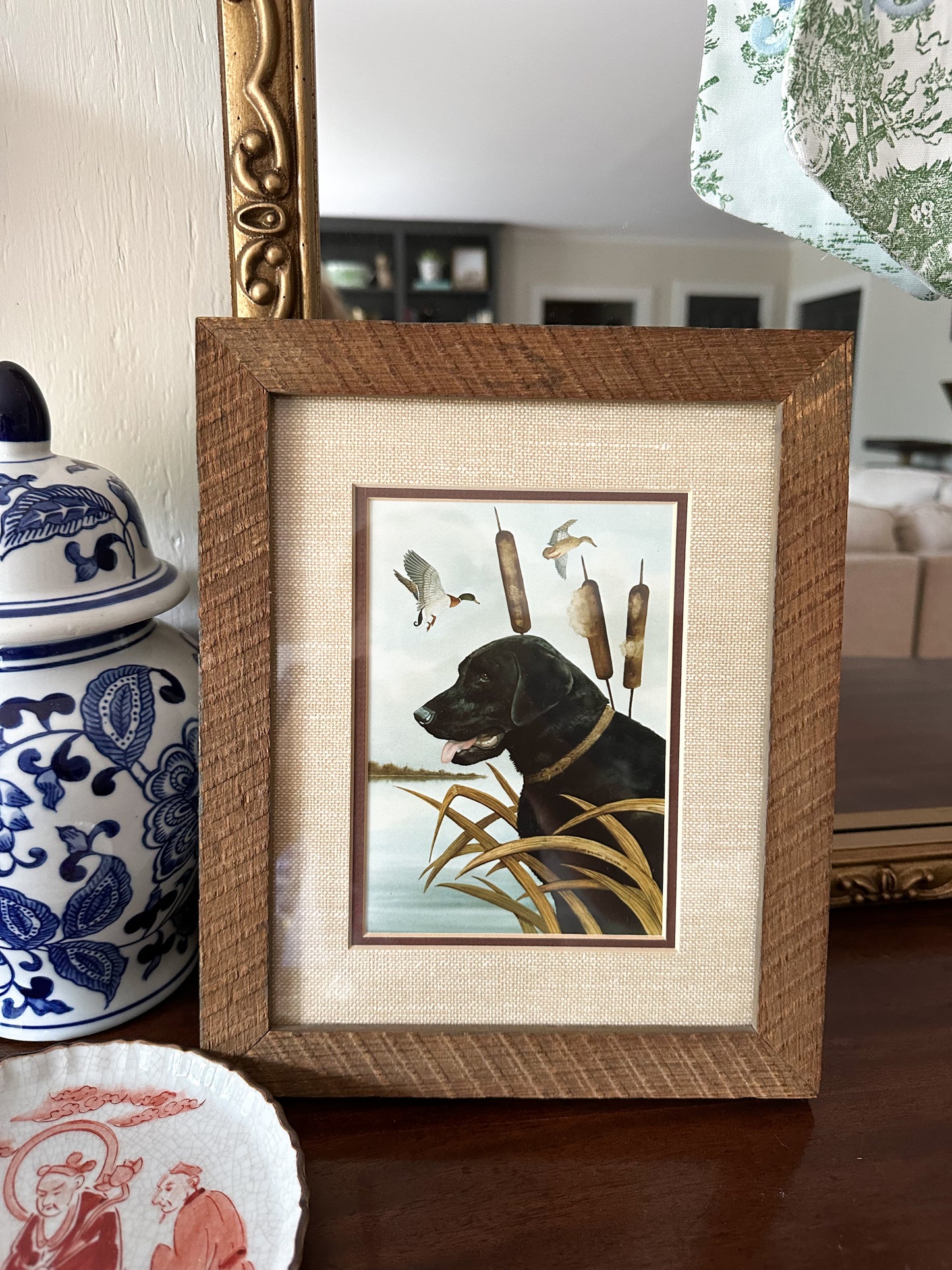 Black Labrador Retriever Picture