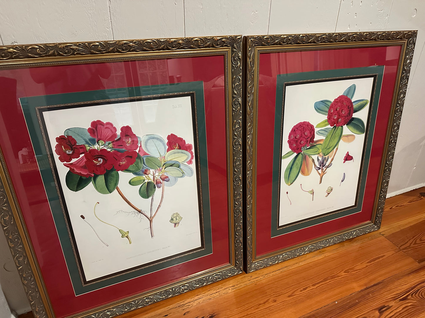 Pair of Framed Rhododendrons