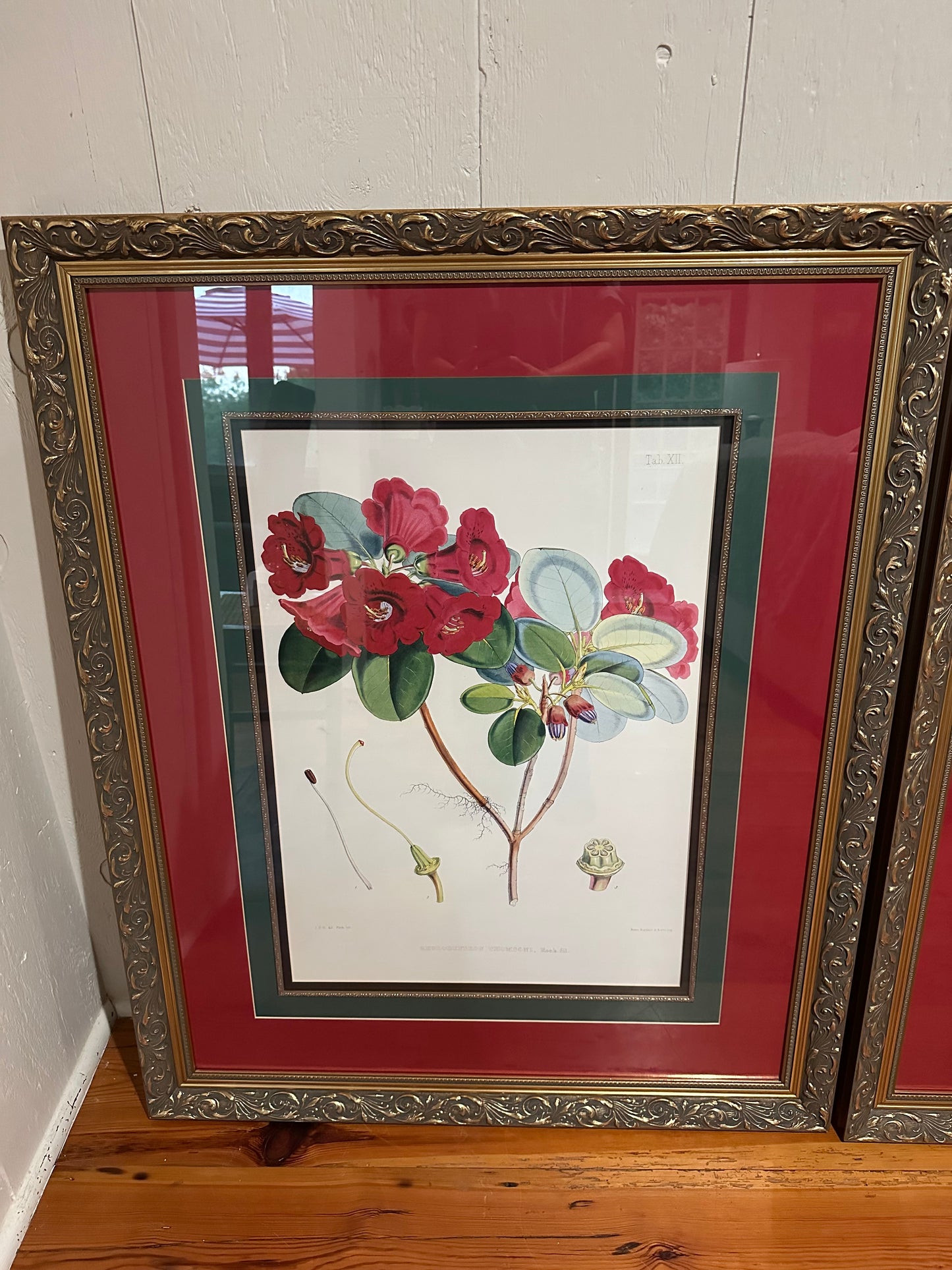 Pair of Framed Rhododendrons