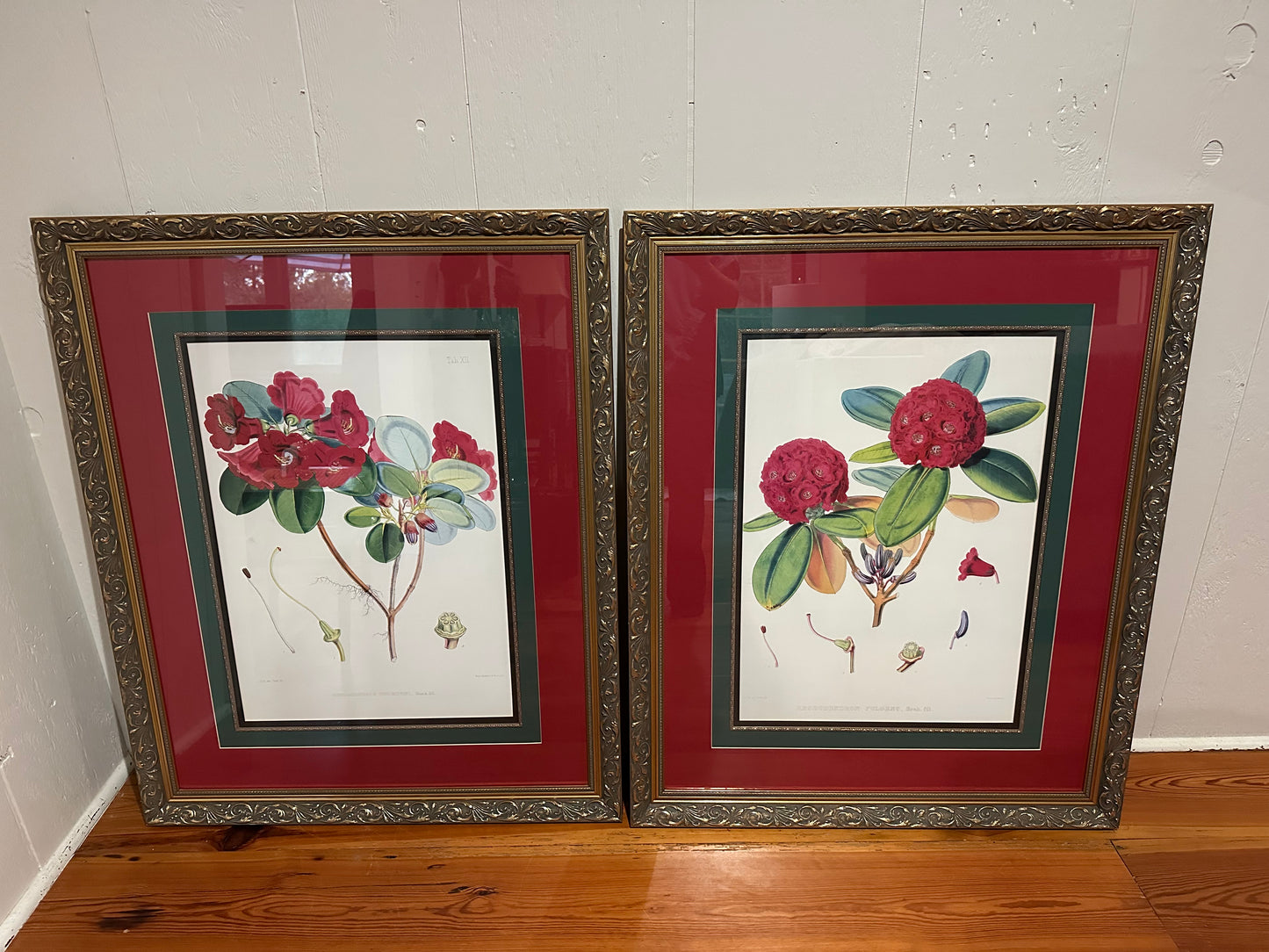 Pair of Framed Rhododendrons