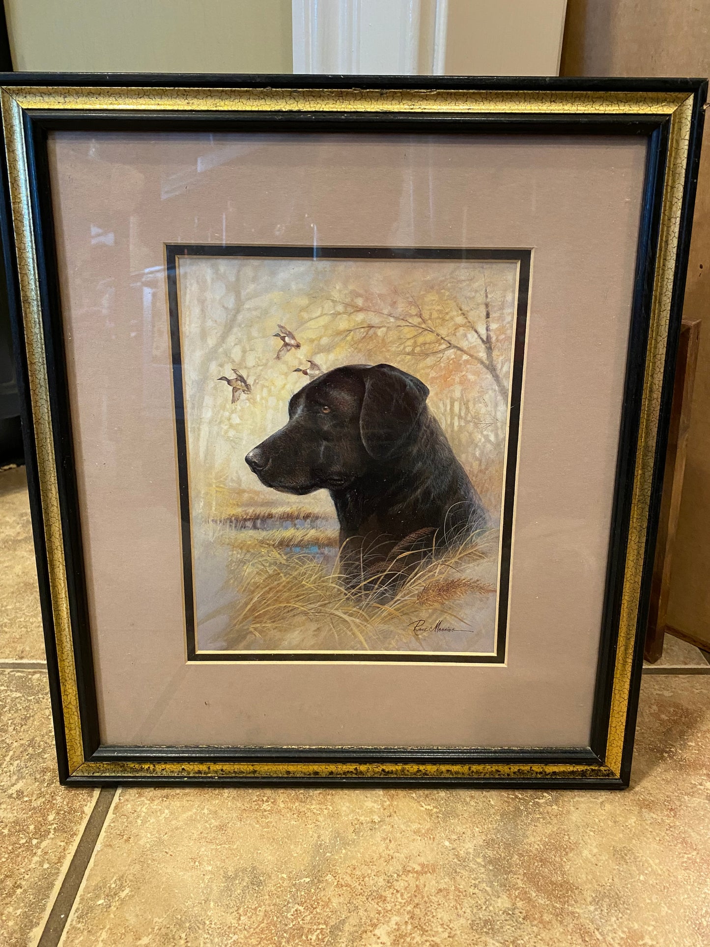 Black Lab Picture