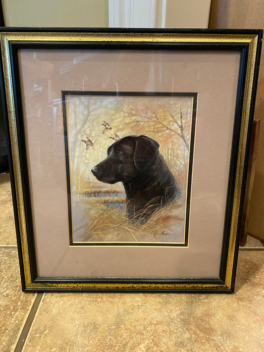Black Lab Picture