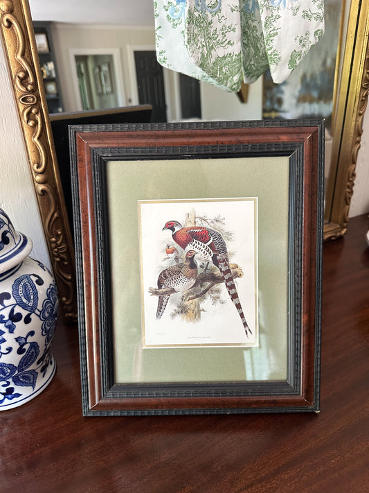 Pheasant Picture